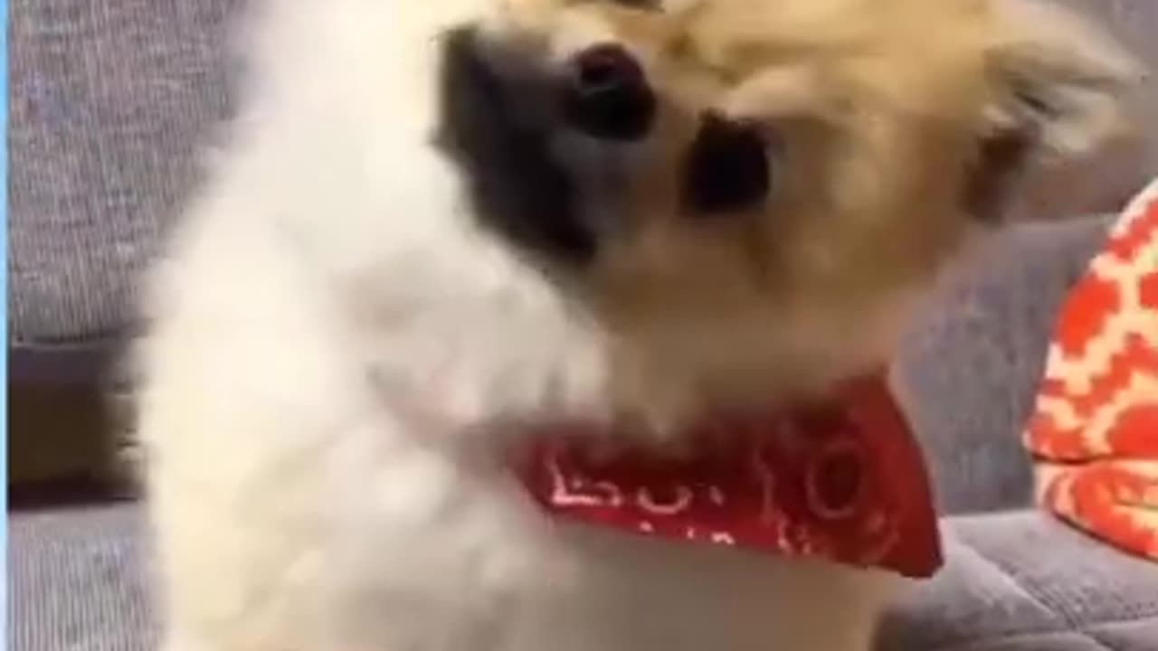 Cute Dog Shenanigans