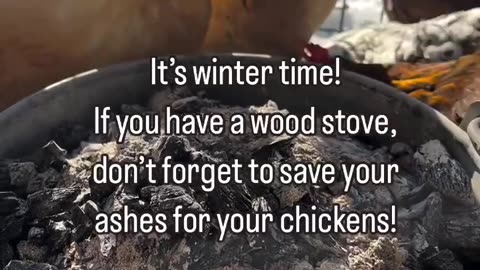 Wood ash can be used for your chickens in 3 ways!