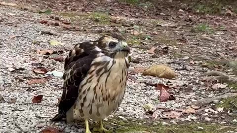 Red tailed Hawk eating worms