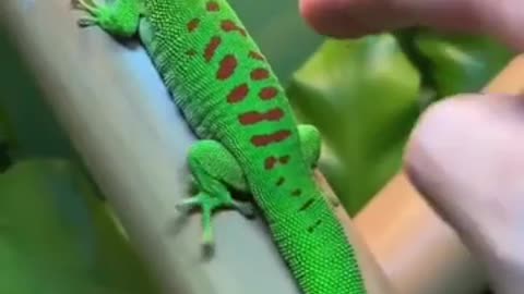 ๐๐ Don't Touch Me, You'll Get PUNCHED! Funny Animal Fail | FunFM