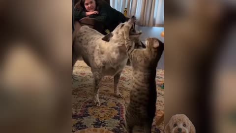 Funniest Cats and Dogs 😂| Try not to Laught Challenge 🐾🤣💕