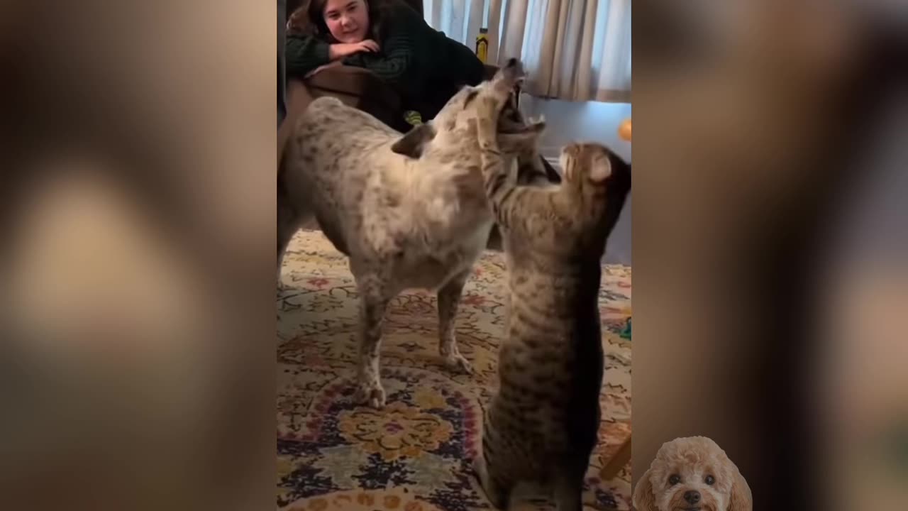 Funniest Cats and Dogs 😂| Try not to Laught Challenge 🐾🤣💕