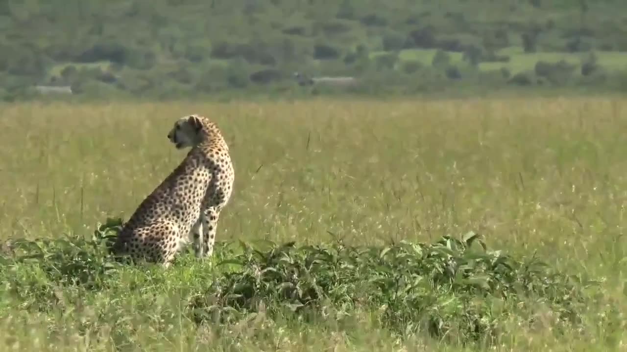 Wild Cheetah on Field