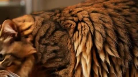 Choco Puff Cat 🍫🐱
