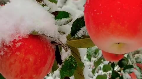 Looking beautiful apple 🍎 in snow