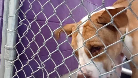 Kuma 1y Pet Id 948375 kennel 24 HSSAZ shelter_20251017_140853614