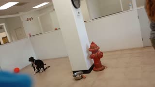 Logic@TRN play yard with Fosters & their easygoing doggie 20251012 120113541