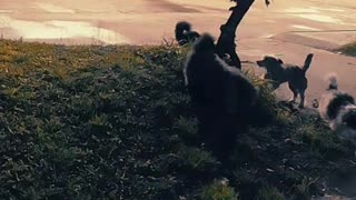 Madrugada con viento - La barra de peludos jugando (01/09/2025)