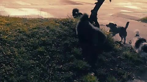 Madrugada con viento - La barra de peludos jugando (01/09/2025)