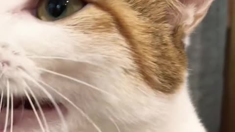 Adorable Kitten Moments 🐱 | Cute Cat Video to Brighten Your Day