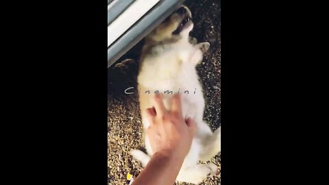 Lovely Husky Loves to Dance This puppy barking at singing snowman is sure to brighten your day.Enjoy