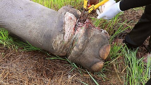 Imagine the relief of having a deadly snare removed from elephant's leg