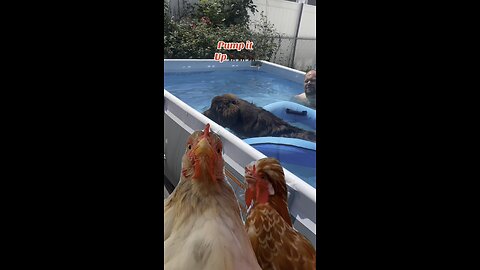 Pump it up🐕‍🦺🦮🐶 #dog #puppy #swim #live #shorts