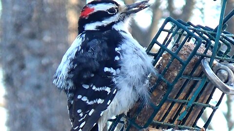 Downy Woodpecker