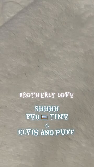 French bulldog kitten cuddles