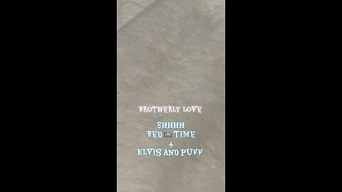 French bulldog kitten cuddles