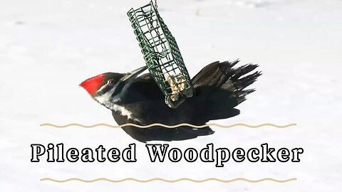 Pileated Woodpecker