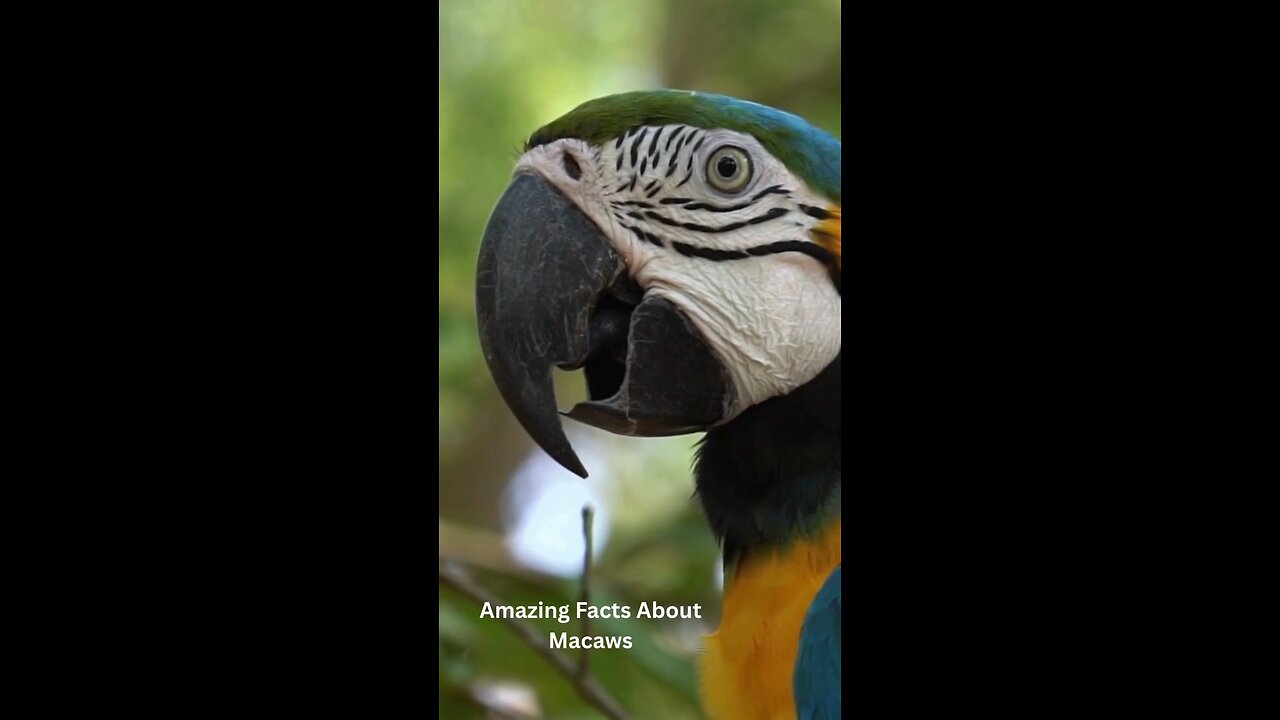 Hey..It's me a colourful pet which you need for your lifetime