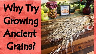 Why I Tried to Grow Einkorn Wheat