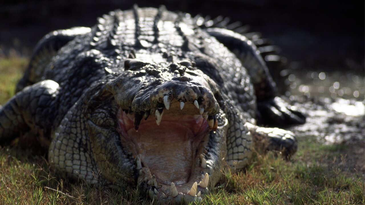 Crocodile The deadliest predator