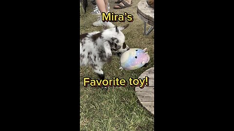 Come visit Mira the Mighty Mini Goat and friends at the Katy Rice Harvest Festival.