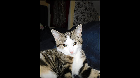 Cat Playing
