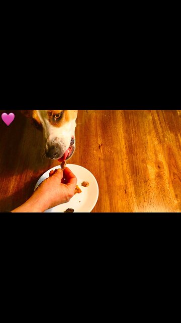 Taste of Veal #SHORTS