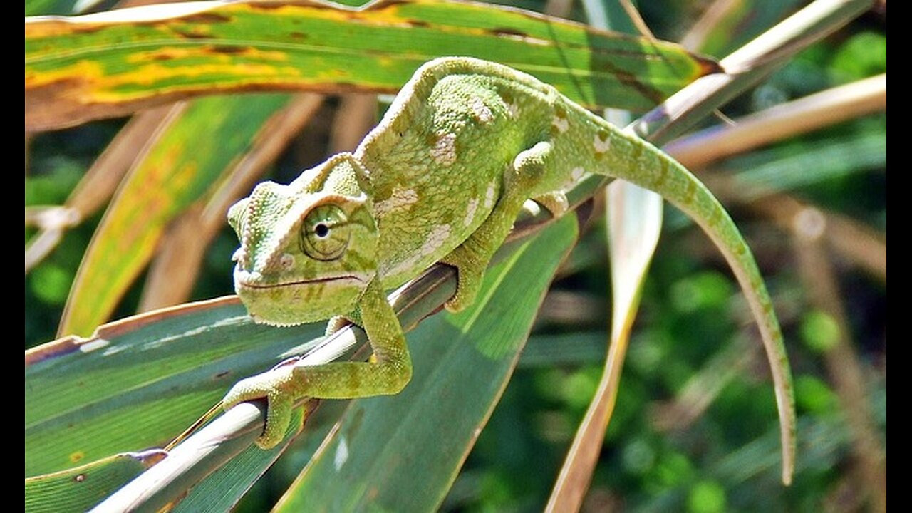 Trad Cons, Chameleons, & Guarding Against Self-Delusion