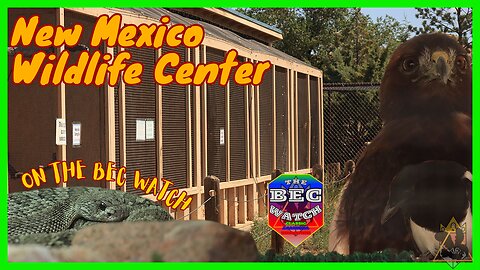 BEC Watch Entries: #42 New Mexico Wildlife Center