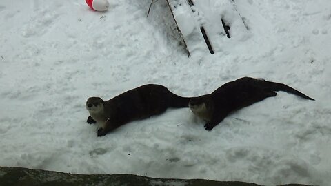 River Otters