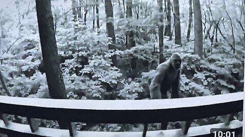 Some of the best Bigfoot footage I’ve ever seen