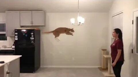 Cat Takes a Huge Leap Into Owner's Arms - 1039389 PSN EXPERIMENT