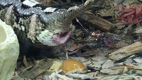 Gaboon Viper Gives Birth in the Wild