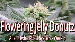Flowering Jelly Donutz In The Alien Hydro AERO System, Week 5