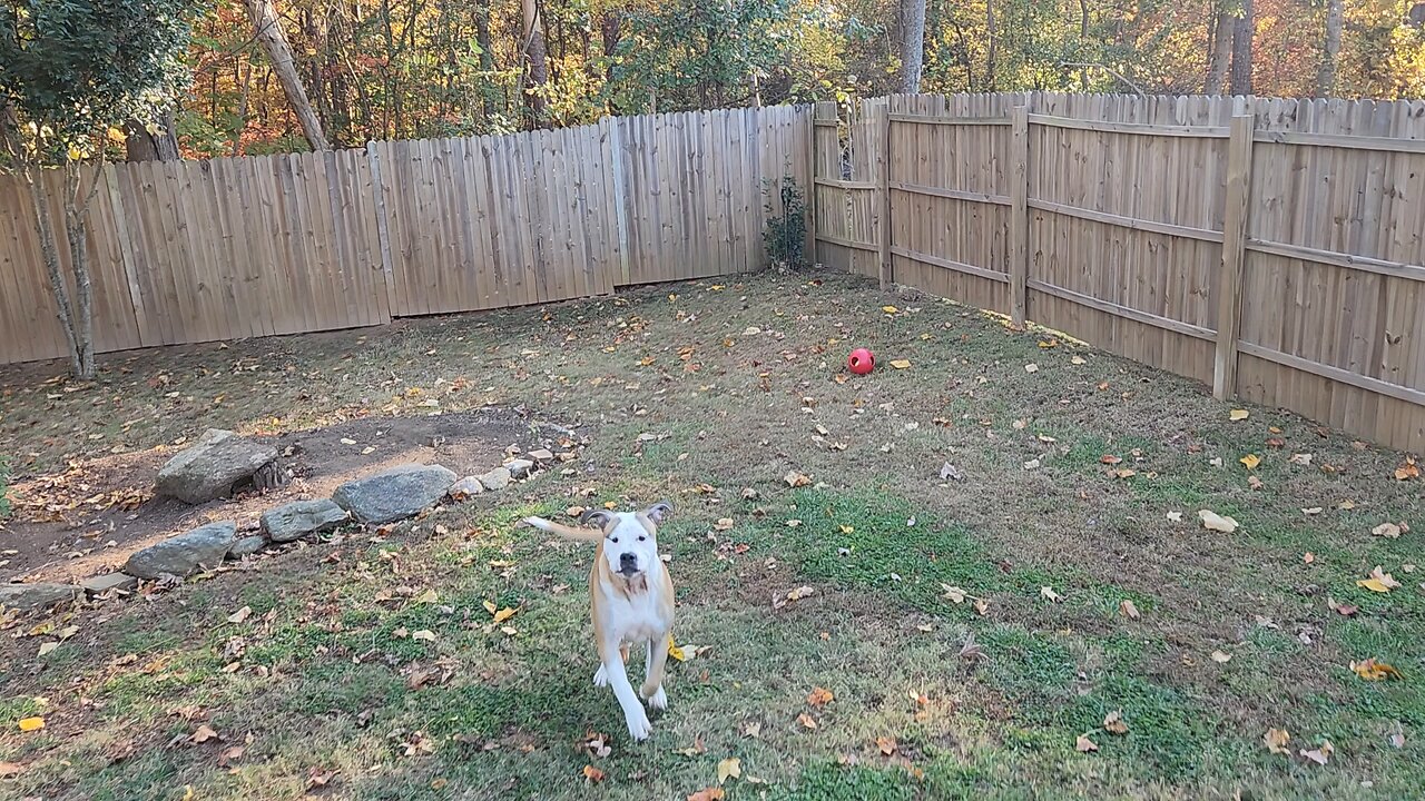 New Toy for the Puppies