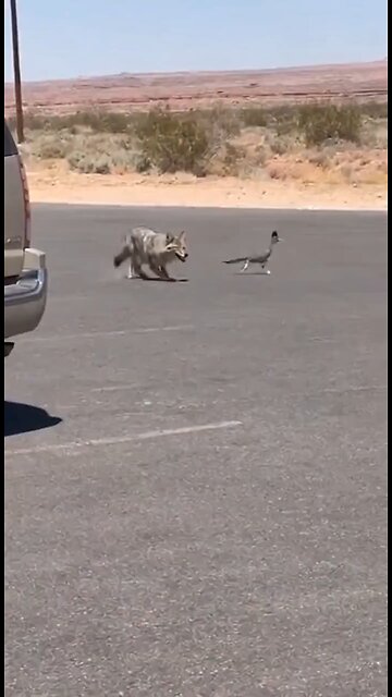 A coyote chasing a road runner was filmed in the USA
