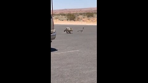 A coyote chasing a road runner was filmed in the USA
