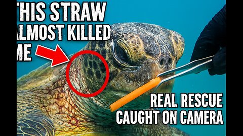 A Straw in Its Nose: The Harsh Reality of Ocean Waste