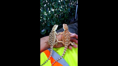 ☀️2023🐲 Dragons🦎 A Friend Is One Soul Abiding In Two Bodies 🐉 Kobe & Health Just Waking Up To The 😎