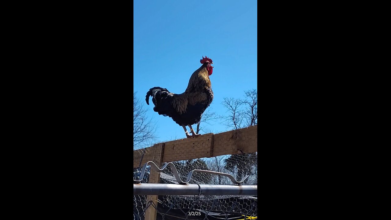 He's never crowed up here before!