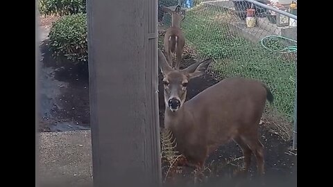 Porch deer visiting house. Pretzel Bun, Bubby Wubby, your friends are here!