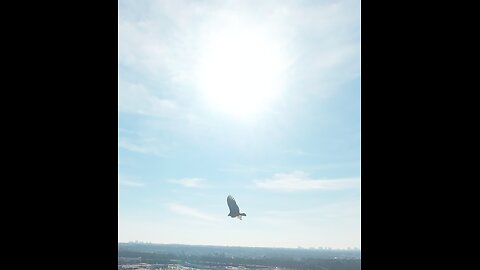 🦅☢️🐍 WAR 🐍☢️🦅