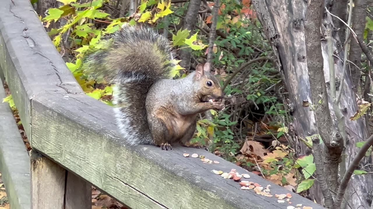 James Gardens Toronto park