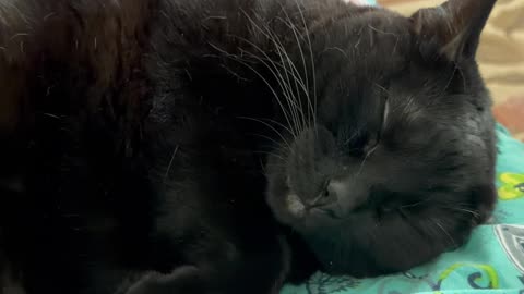 Cute Precious Piper Falls Asleep on My Lap - My Adopted Shelter Cat Vlog