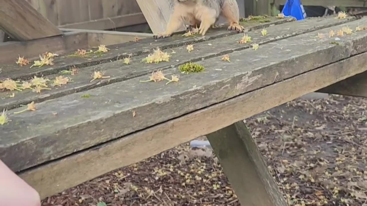 Squirrel Bites Ep 4 FEED THE ANIMALS