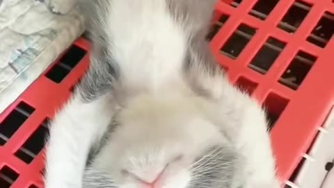What Are These Cats Dreaming About? The Answer Will Surprise You!