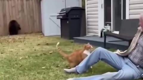 Bear Attacks Elderly Man, His Cat Saves His Life