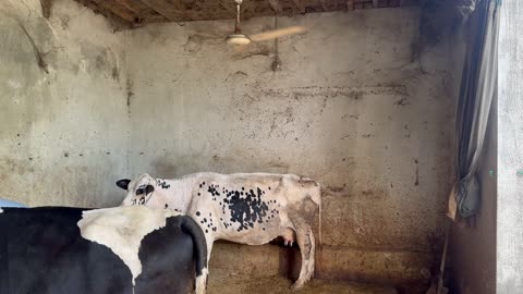 Vlog aseel khan farm