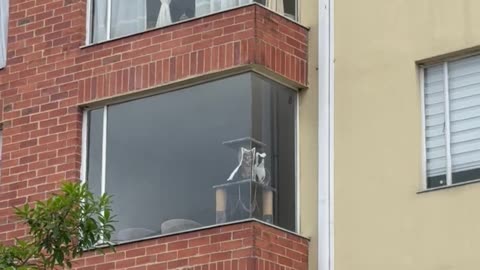 Cat Pillows Peer Out Window