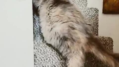 Maine Coon's perseverance.